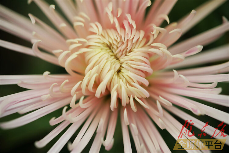 寒花已开尽菊蕊独盈枝的意思,寒花开已尽菊蕊独盈枝杜甫