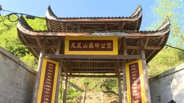 夏天的重庆是一个巨大的森林氧吧,重庆有哪些地方被评为天然氧吧