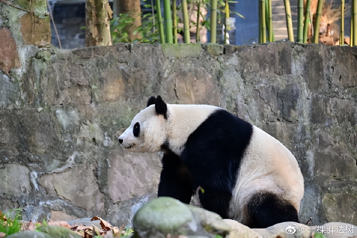 不高的高高和他不白的老婆白云——91年出生的童颜女神大熊猫白云