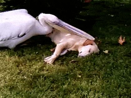 鹈鹕吃长颈鹿动画版,鹈鹕咬长颈鹿