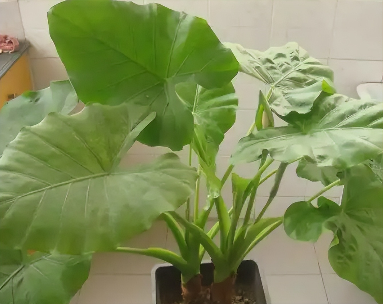 刚装修的新房放什么植物去甲醛,装修后去除甲醛放什么绿植