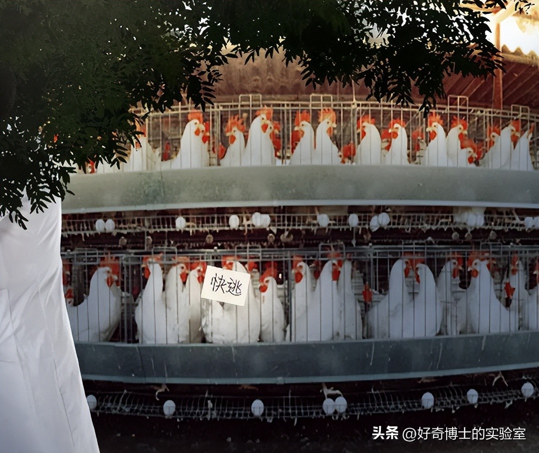 母鸡下蛋后为什么会咯咯叫，是因为屁股疼吗？