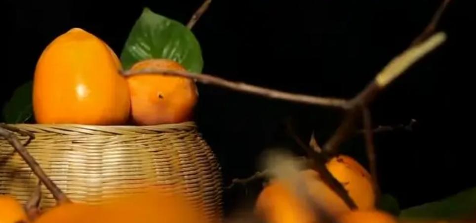 种植柿子发家致富,柿子种植致富经历