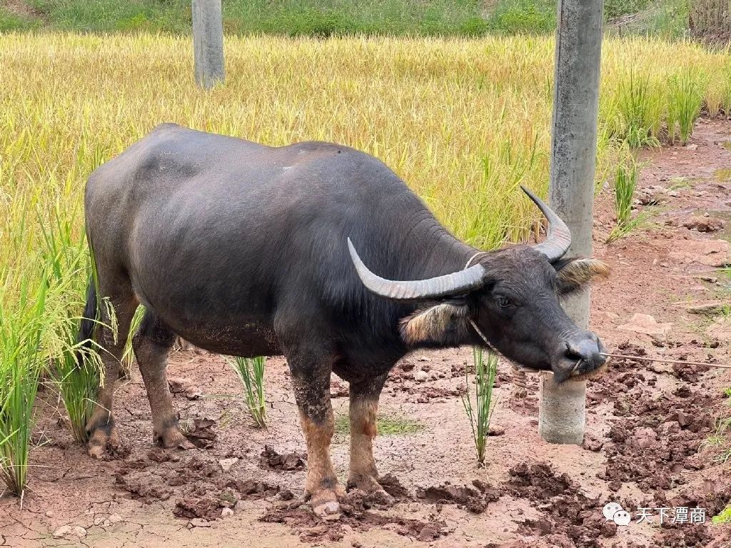 中宏凯创建设集团湘江劳务产业园,中宏凯创建筑劳务产业集团