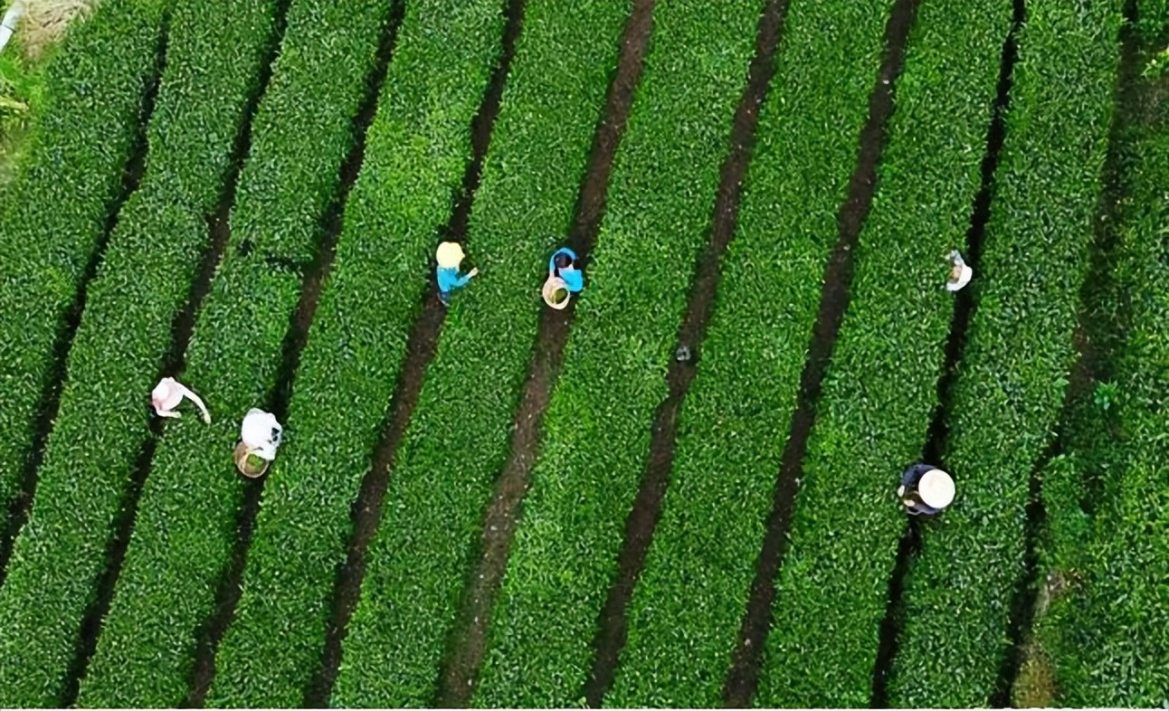 氧居田园山水康县，一个你值得去体验的地方！