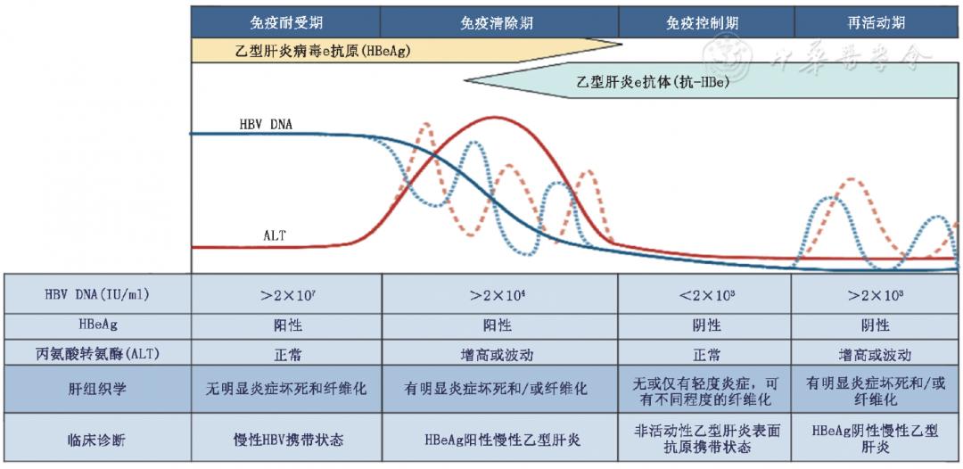 慢性乙型肝炎诊疗常规有哪些,慢性乙型病毒性肝炎诊疗指南2020