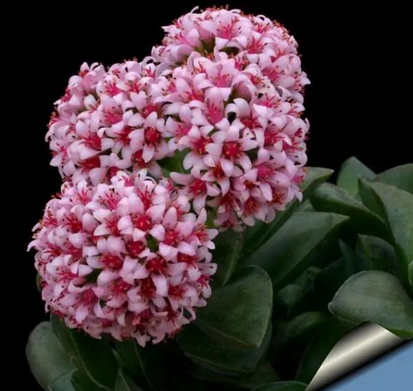 100种好看的多肉植物,50多种多肉品种大全