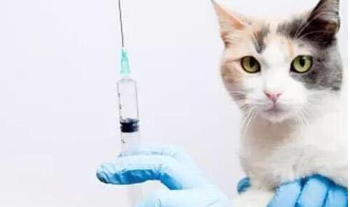 猫咪只吐不拉稀是猫瘟吗,猫咪得了猫瘟治疗得多少钱