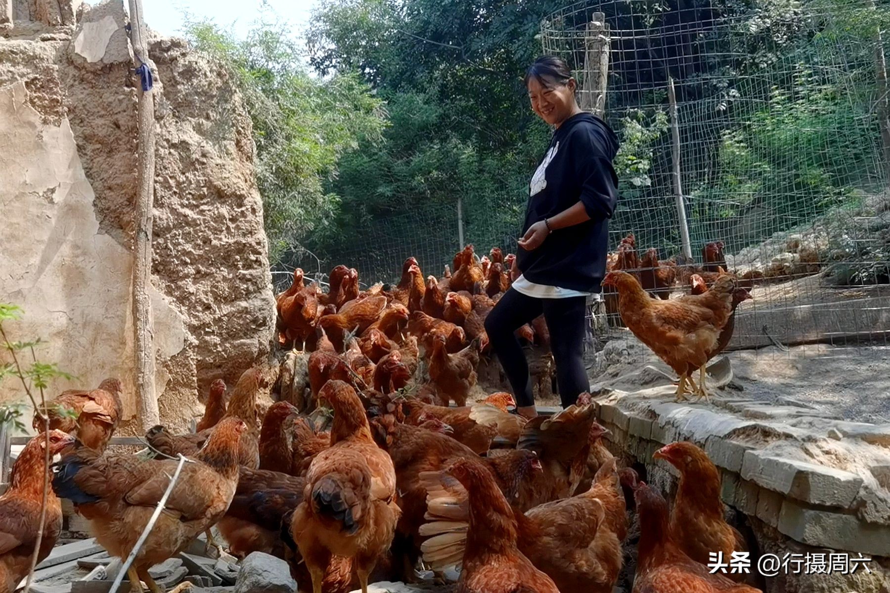 养鸡小两口,养1000只跑山鸡一年赚多少