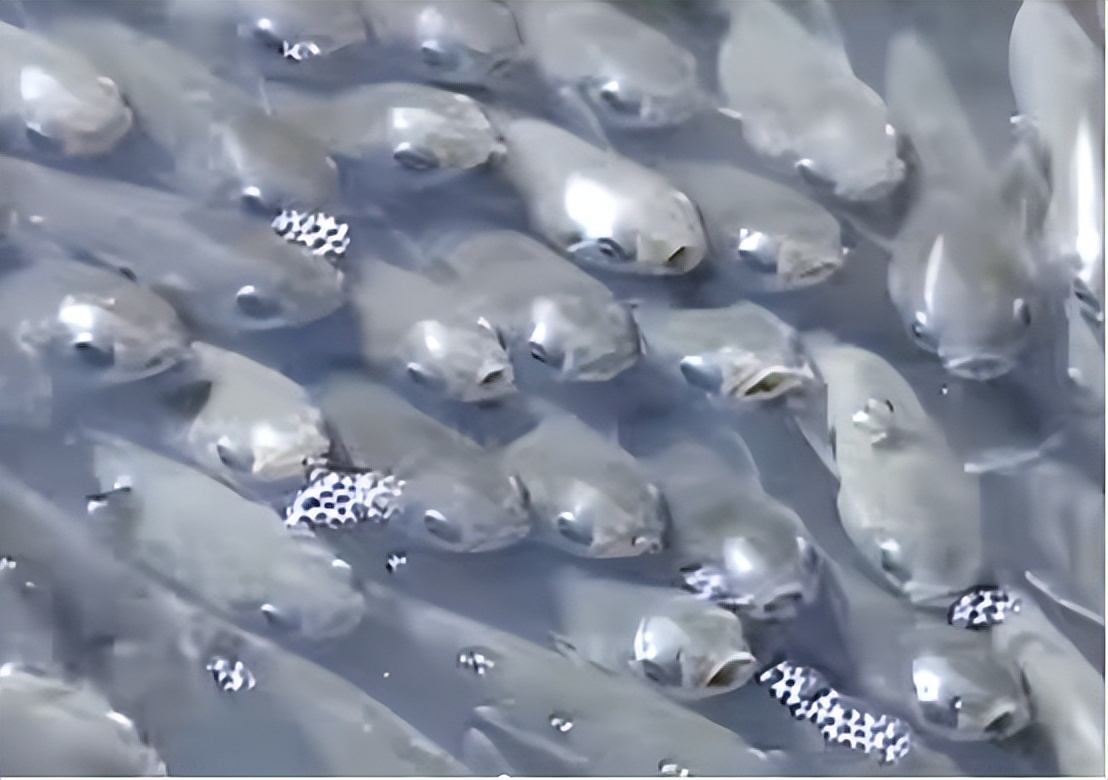 日本的地震前反常现象,揭秘日本地震来临有哪些应对措施