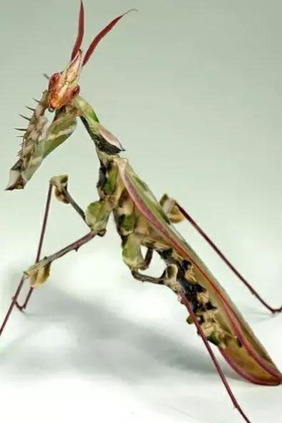 螳螂吃掉自己丈夫的头,螳螂为什么吃掉配偶螳螂吃蛇