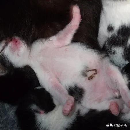 你见过猫咪吞口水吗,猫咪有肚脐眼吗