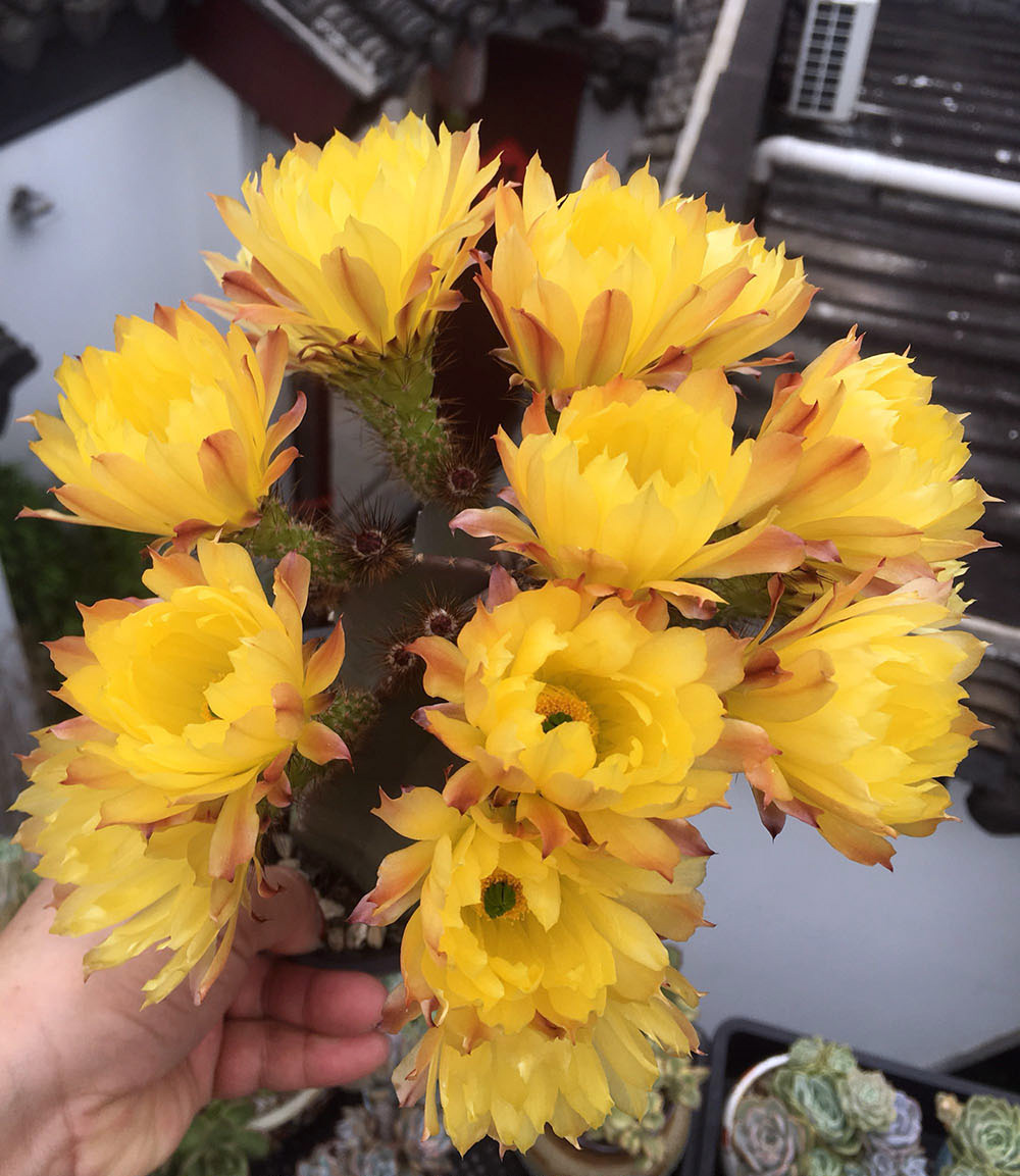 美丽/奇异花草欣赏系列——各种仙人球之“虾”