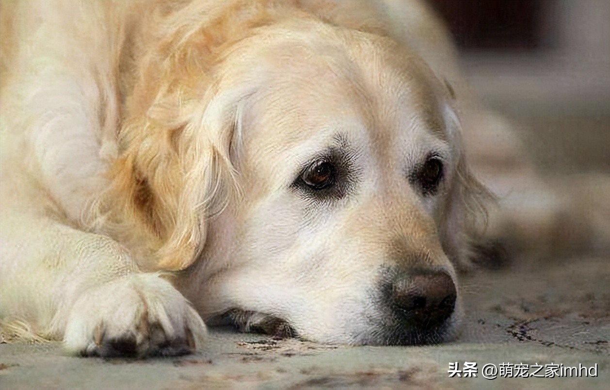 你知道这8种狗狗生病的症状吗,狗狗比较容易得的几种疾病