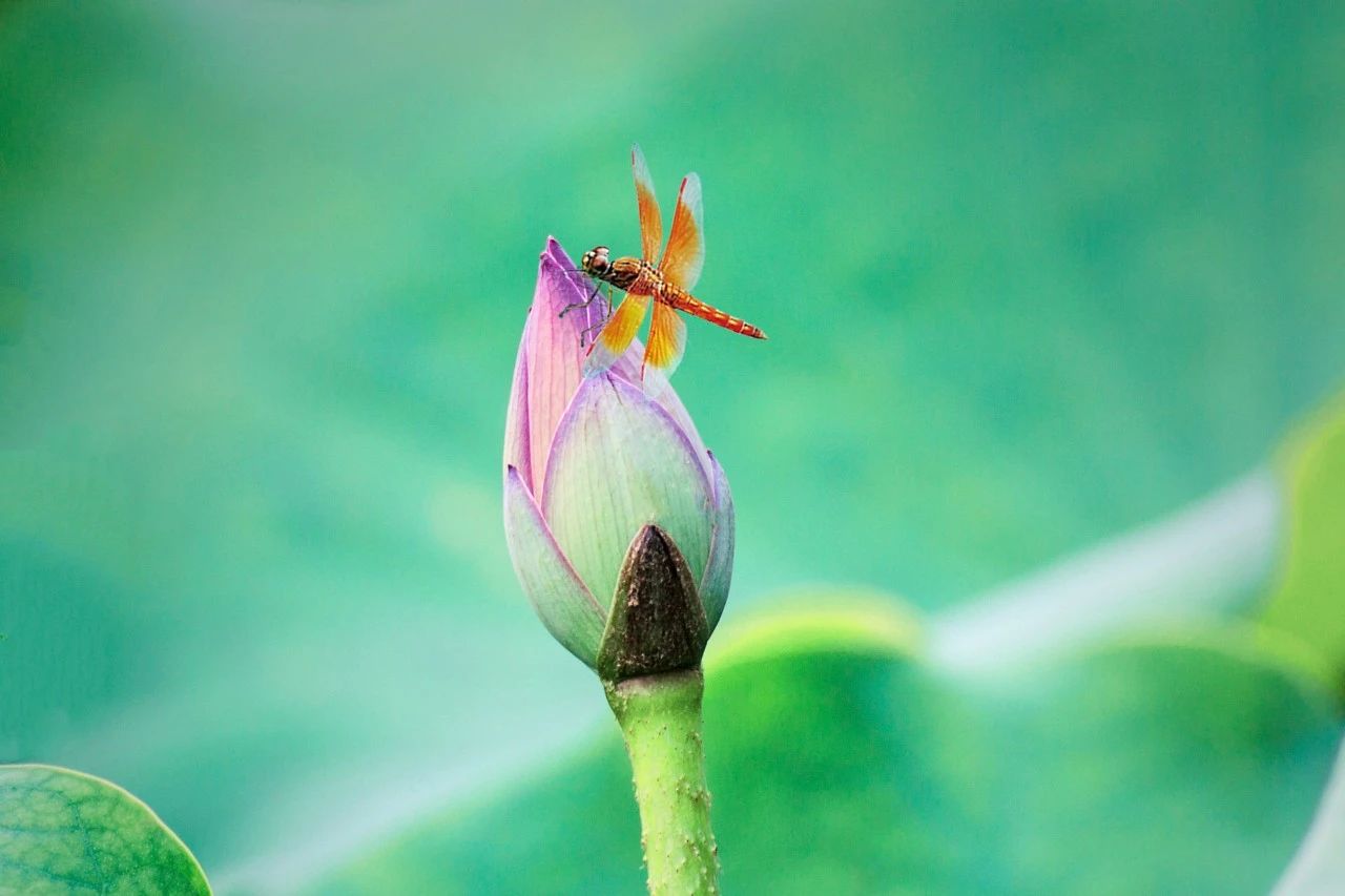 夏至诗词三百首,夏至诗词10首世间清景是微凉