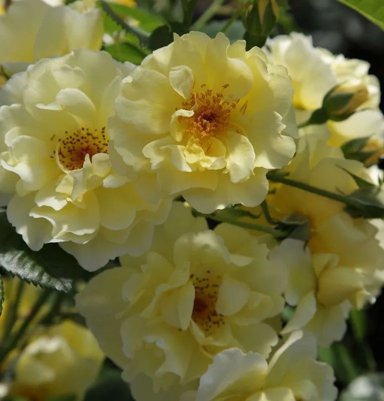 比较鲜又好养的月季品种,最值得养的大花浓香月季品种