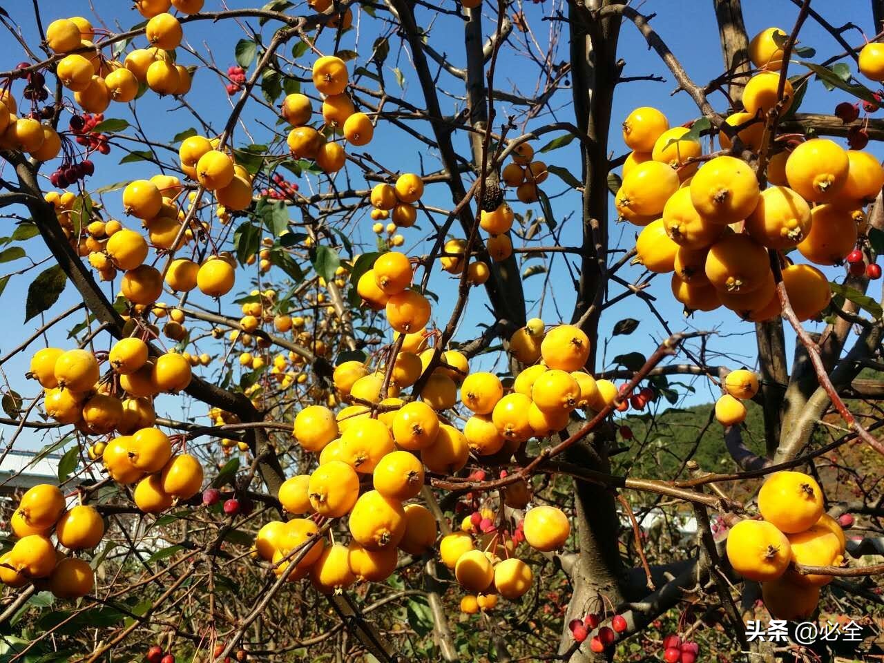 苗木市场整体的发展趋势,苗木市场发展动向