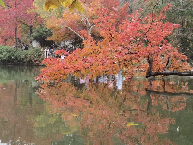 苏州秋季旅游最值得去的地方,苏州赏秋一日游攻略