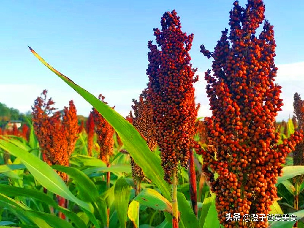 酿酒与勾兑酒的对比,这三种酒比勾兑酒更可怕