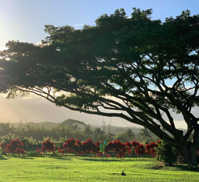 地球草小李子视频,地球草小李子现状