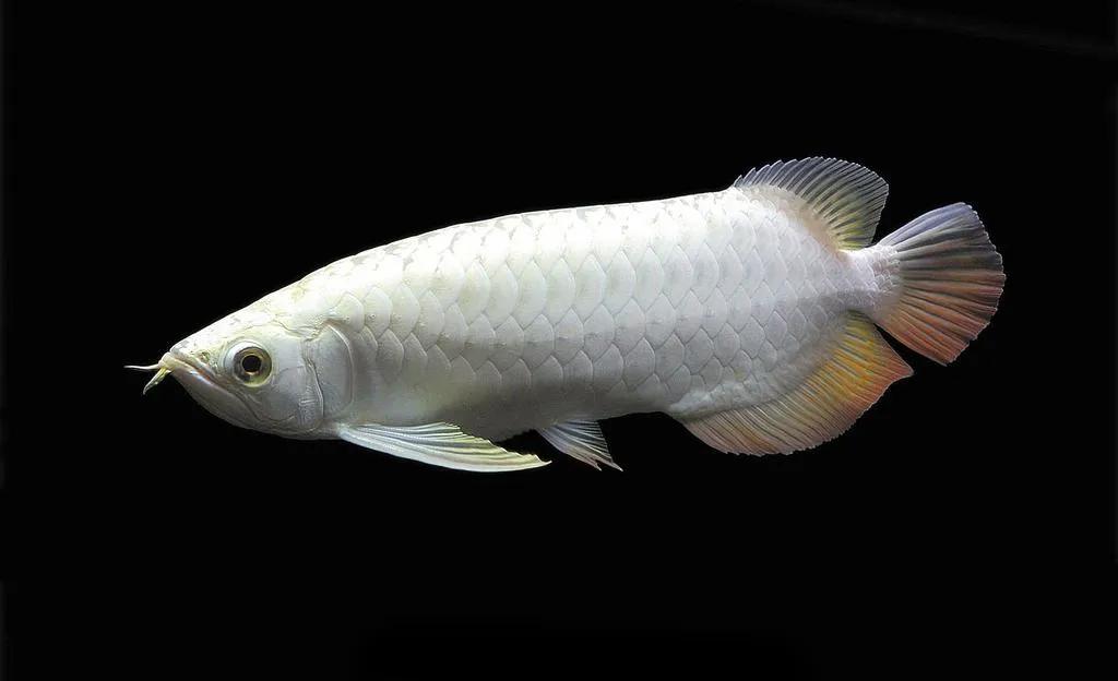 养龙鱼养几条的寓意,养龙鱼真的有风水讲究吗