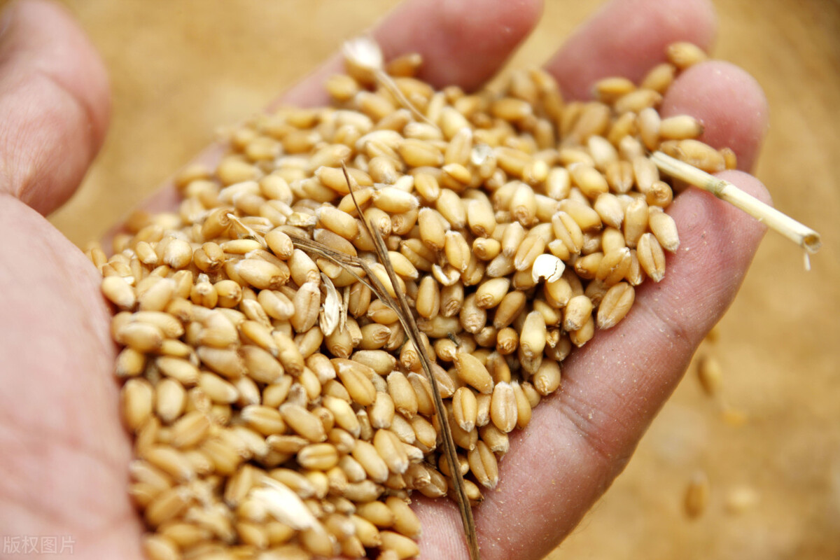 面粉厂收购小麦报价,面粉厂收购小麦价格表