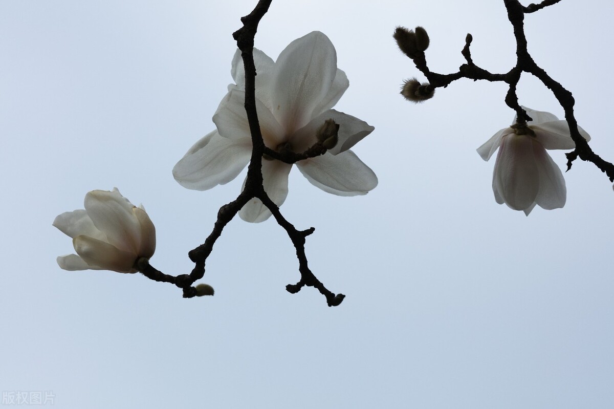 男人对女人有真爱有哪些表现,男人对女人的真爱表现在哪里