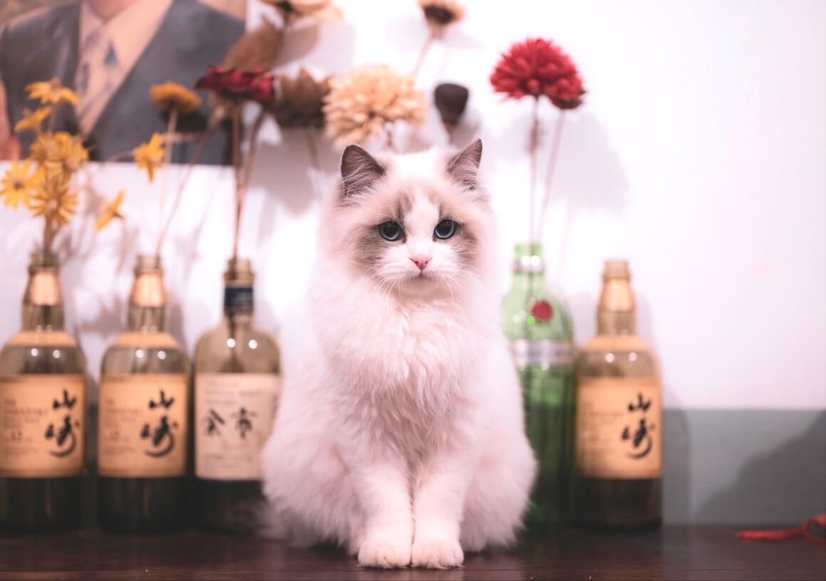 有什么可爱乖巧的狗猫推荐,什么猫咪粘人又好养还好看