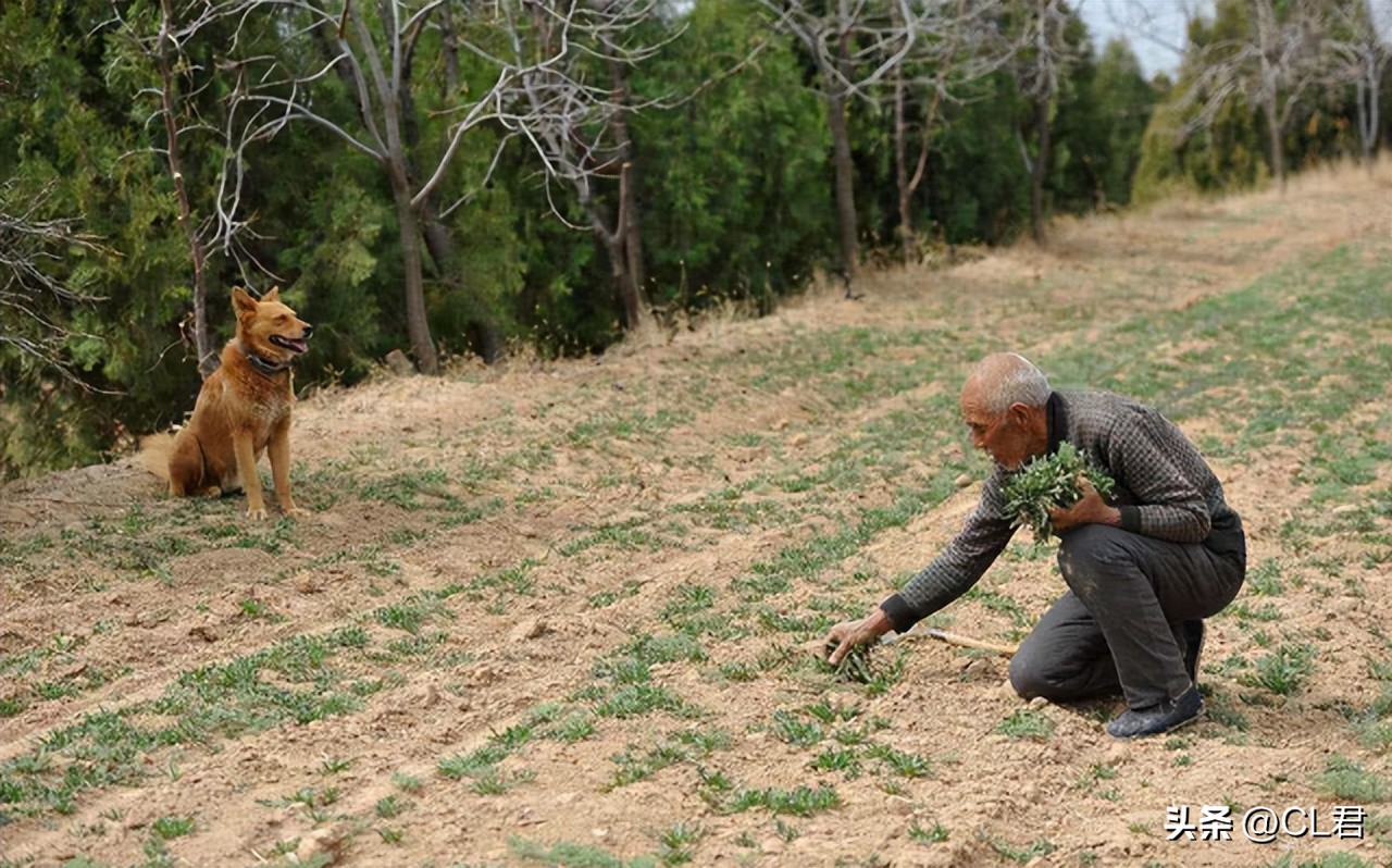 关于农村土地荒废问题,农村土地荒废现状报告