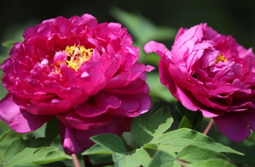 关于唱花的歌曲都有啥,最适合唱花的歌