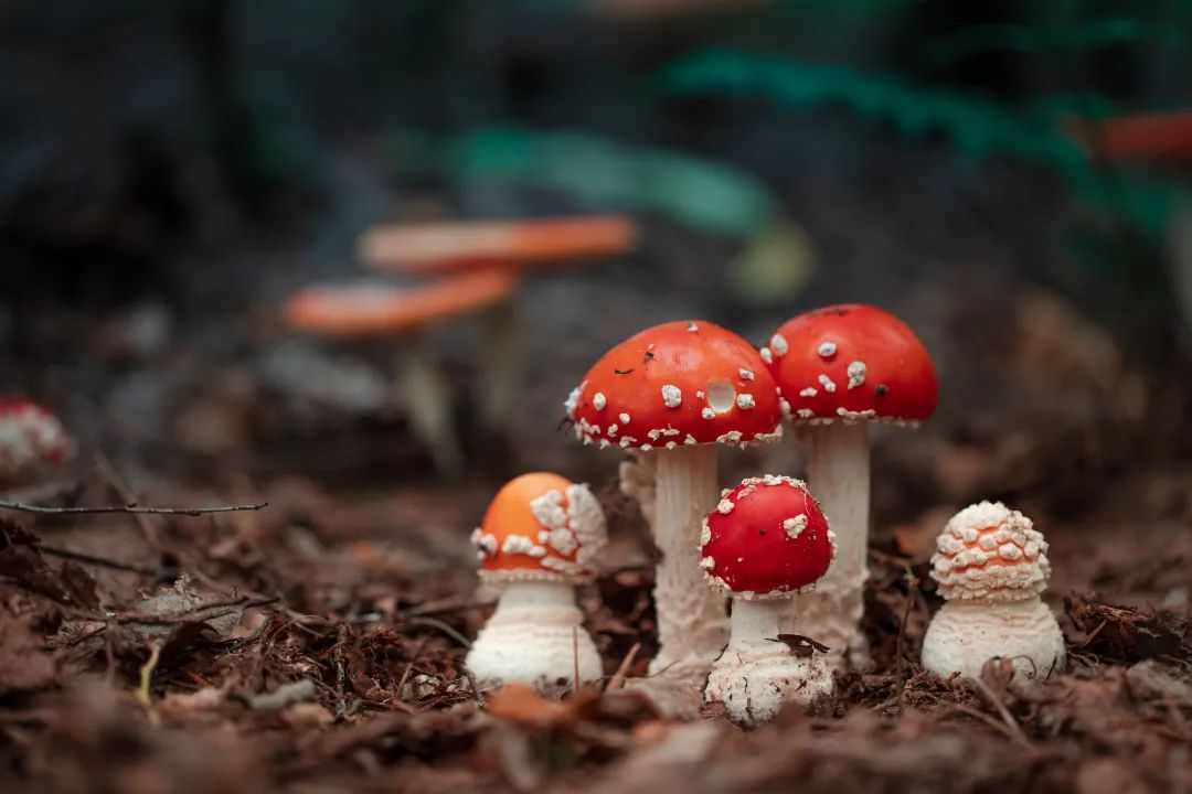 不做“菇勇者”！野生毒蘑菇又双叒叕“冒头”，防雷秘诀戳这里→