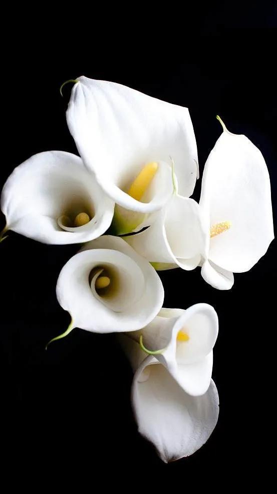 花朵黑白手绘图,黑白图片花朵