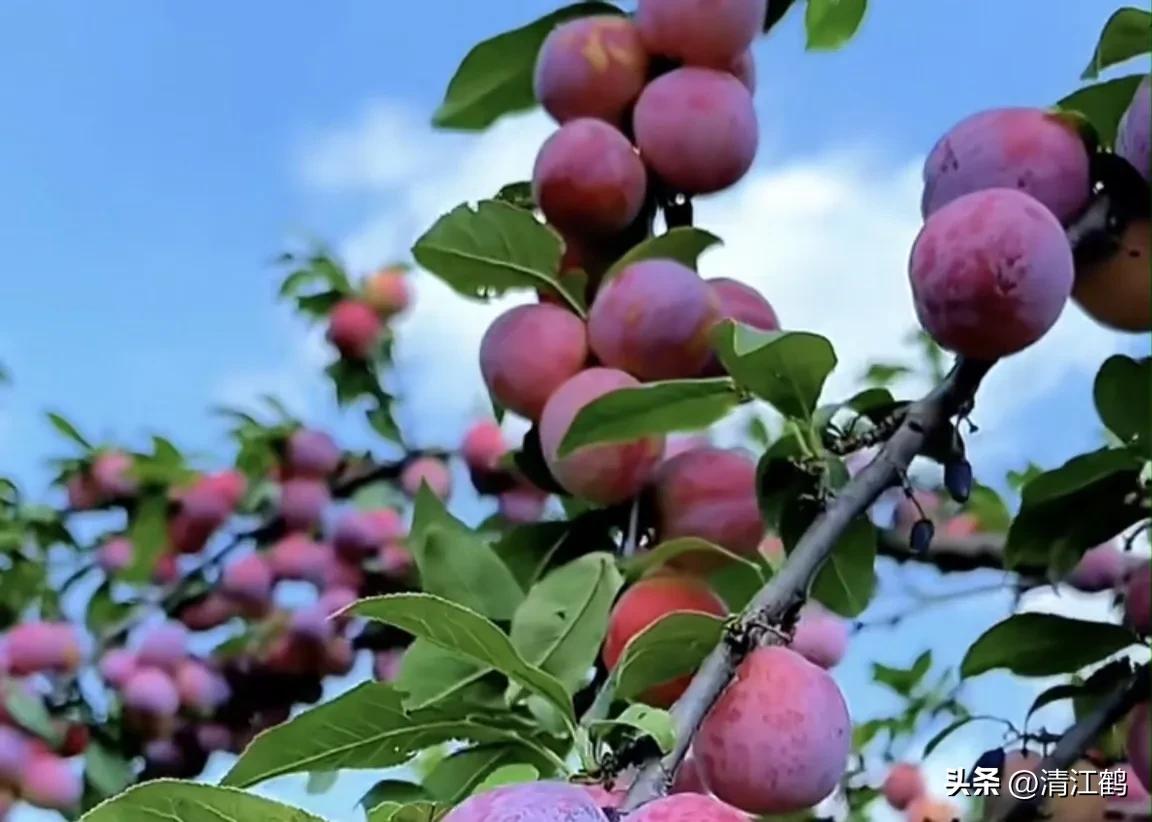 常用植物生长调节剂正确使用方法,植物调节剂喷后几个小时见效果