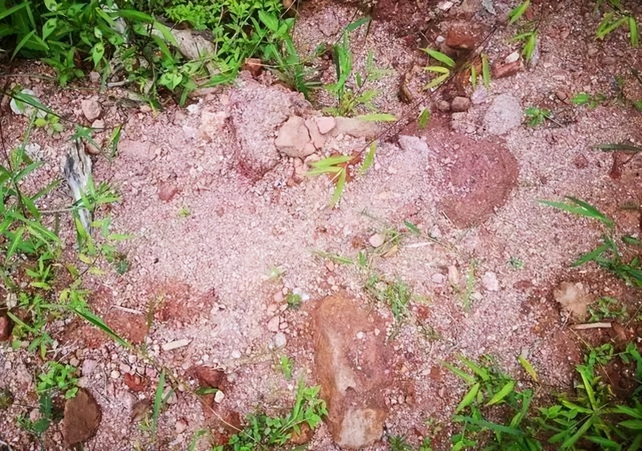 如何了解武夷山茶,探寻武夷