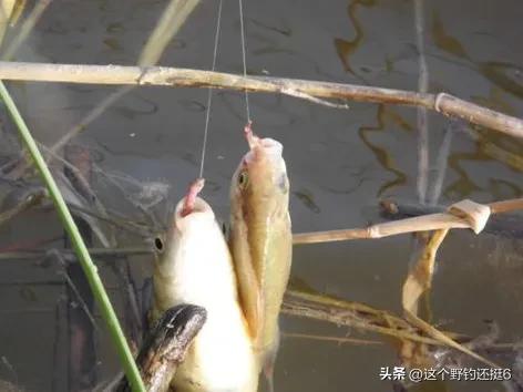 野钓带钩调漂最快最简单的方法,野钓带钩调漂最简单最实用的方法