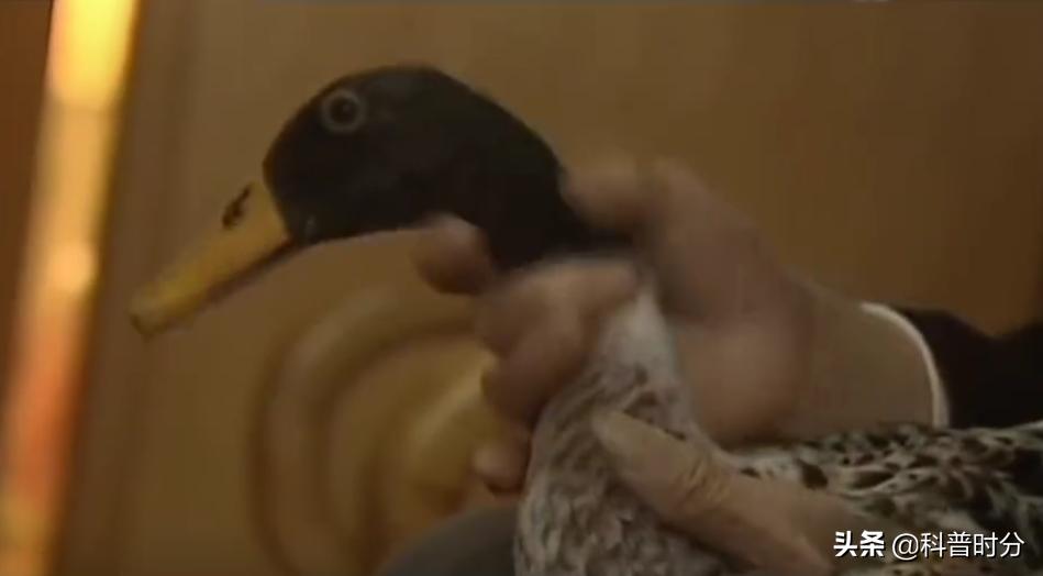 13年广西发现神奇鸭子，只给美女按摩能懂人话，禁提“煲汤”二字