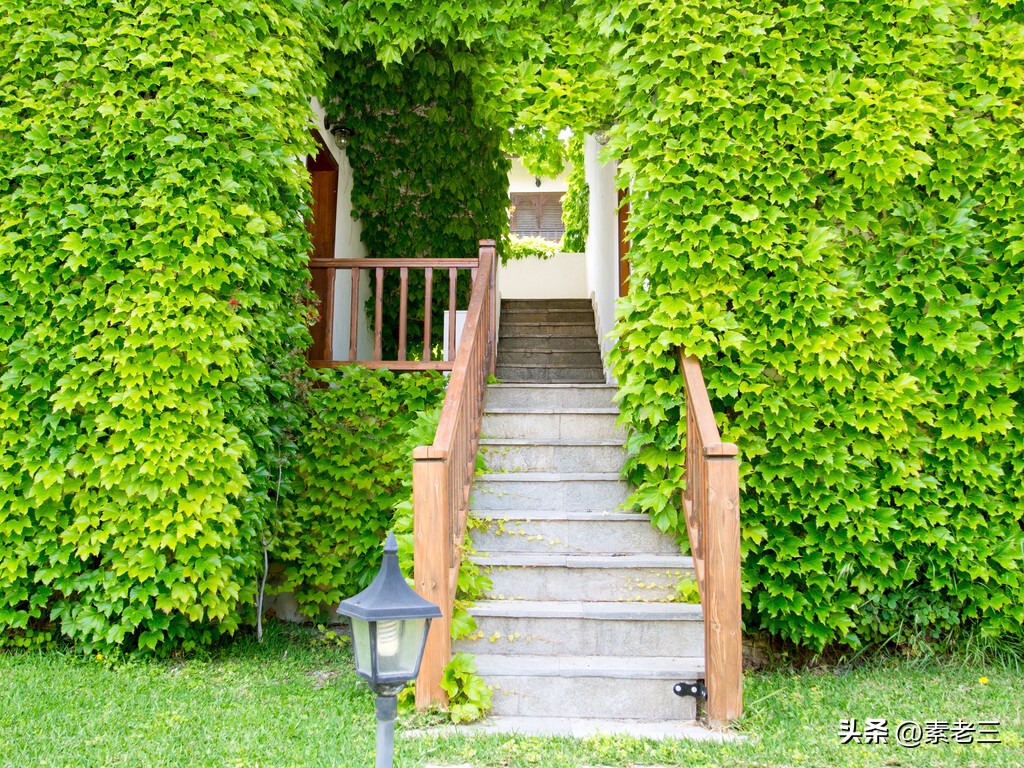 女作家去做保姆651,女作家去做保姆剧情