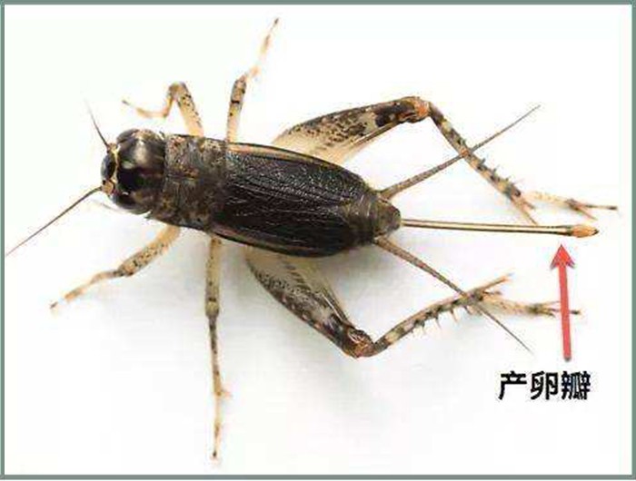 活了两亿年的虫子,活了亿万年的虫子