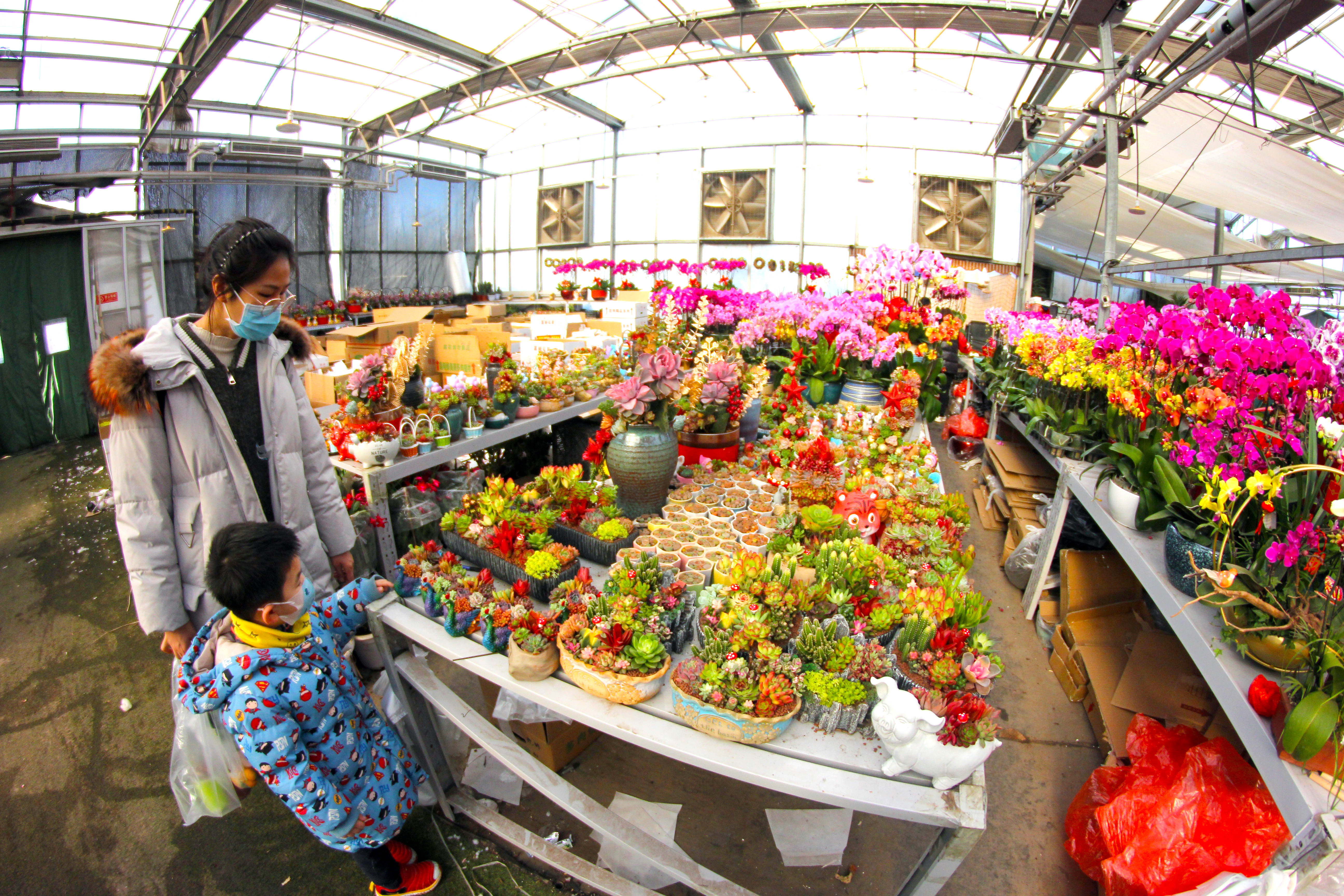 北京盆栽花草批发市场,北京花卉市场批发各种花盆栽