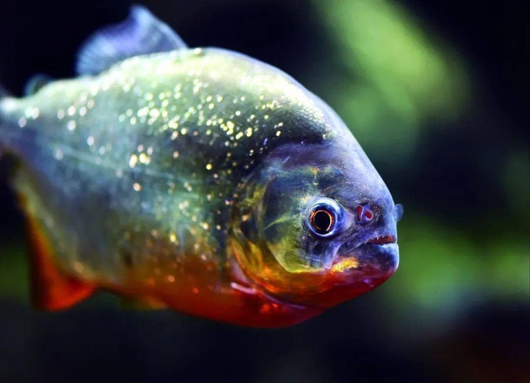 淡水白鲳鱼多少钱一斤2020,白鲳鱼多少钱一条