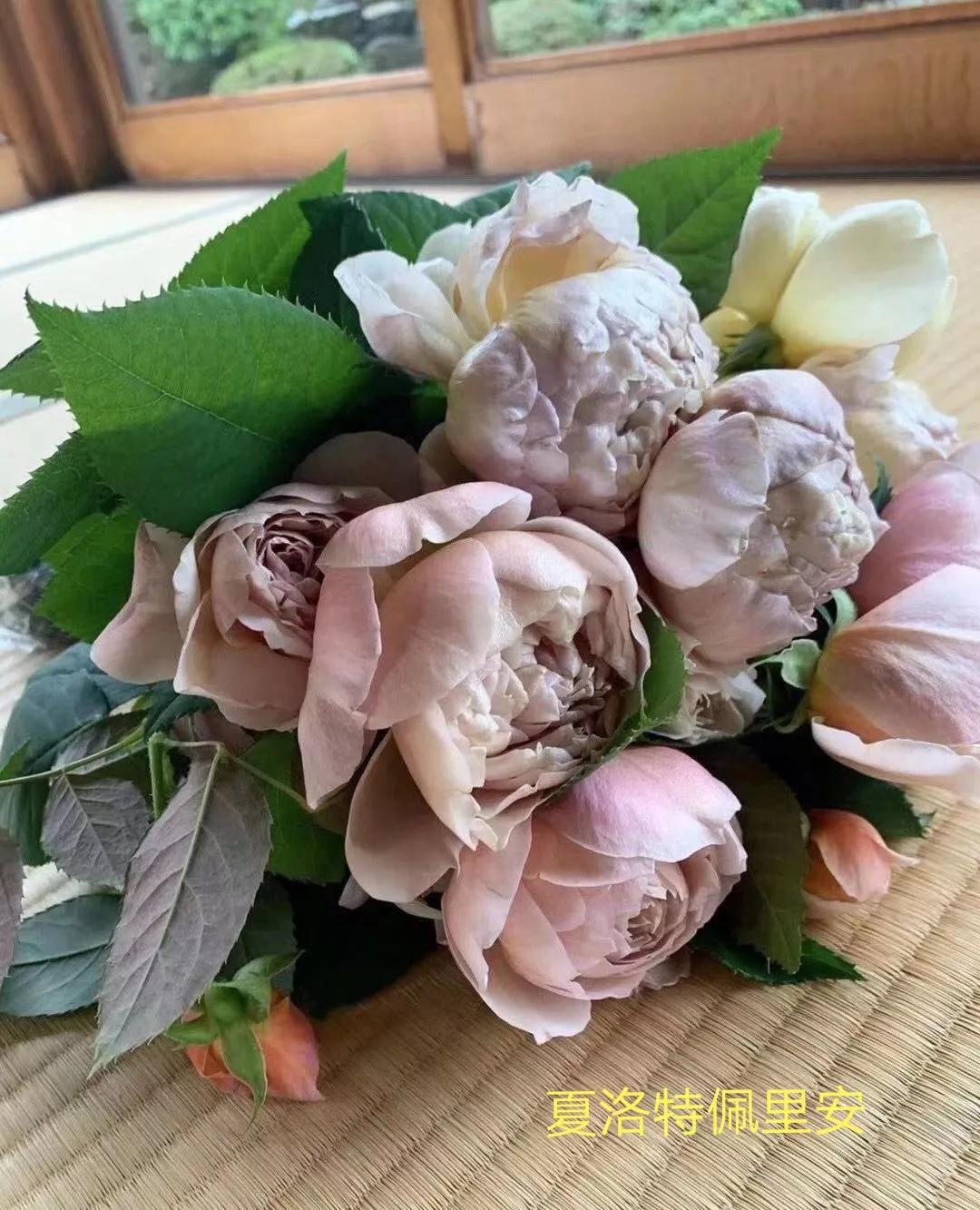 花店卖的切花月季品种,切花月季冬季修剪方法