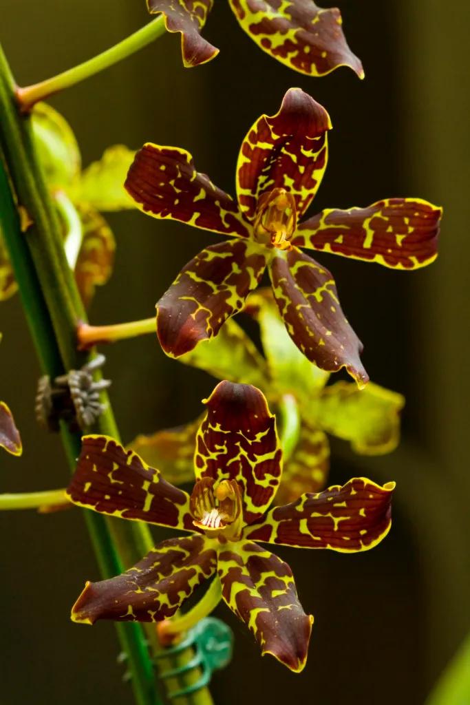 美得令人惊艳的花,世上最美的十种花样子