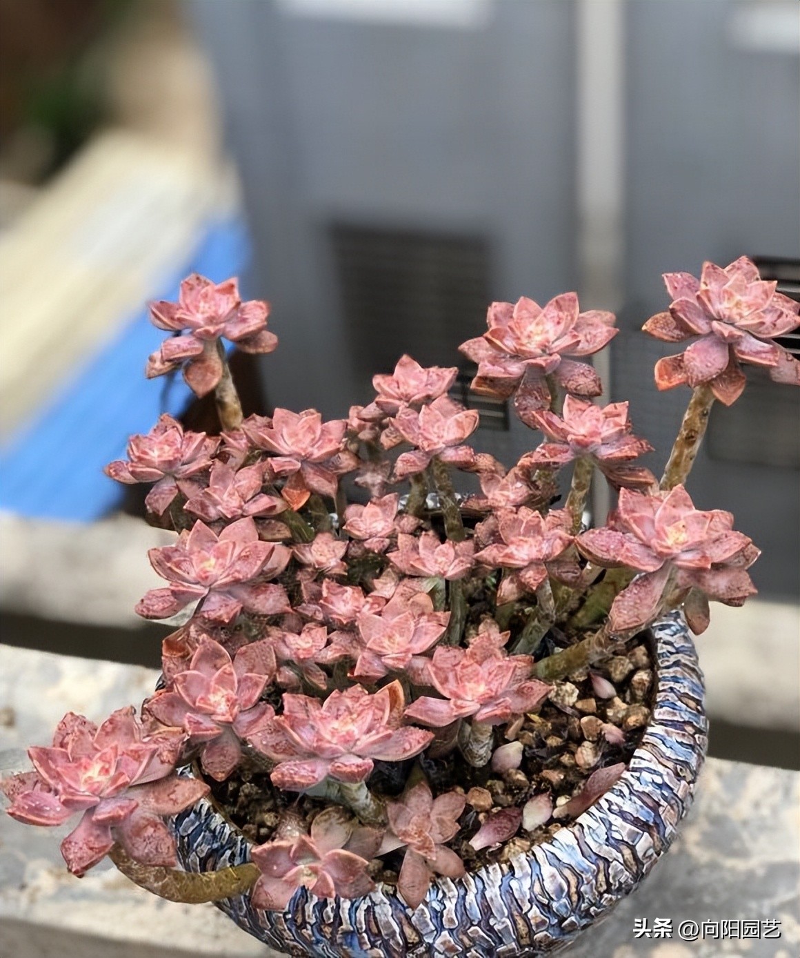 冬天多肉被冻得软了还能活吗,冬天买多肉能活吗