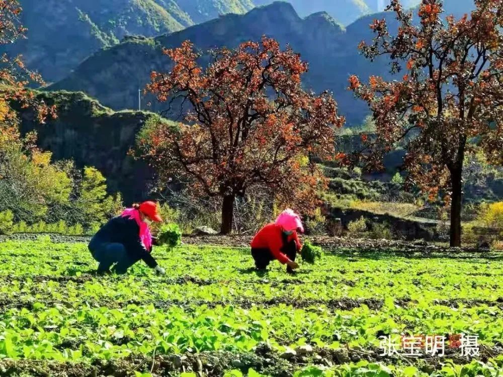 秋日好柿节,又到一年好时节