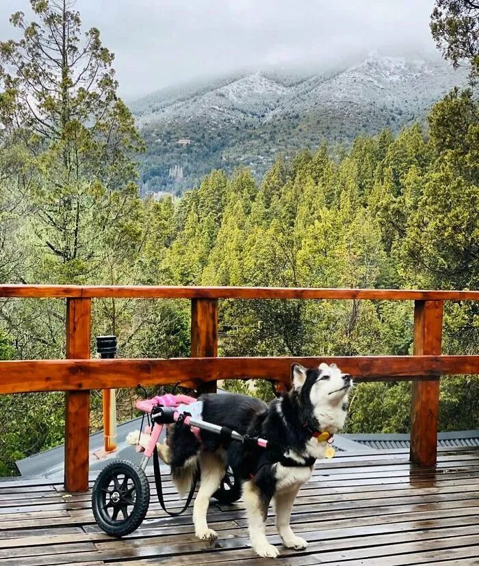 黑心狗厂逼迫反复生育至瘫痪的哈士奇，被拯救后活成了小公主