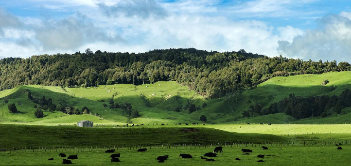 100个新西兰冷知识,你不知道的关于新西兰的两件事