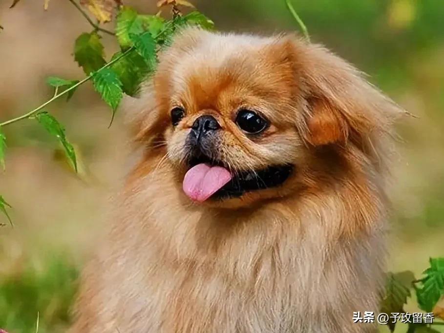 宠物狗应该怎么养详细介绍科普,宠物狗喂养及训练方法有哪些