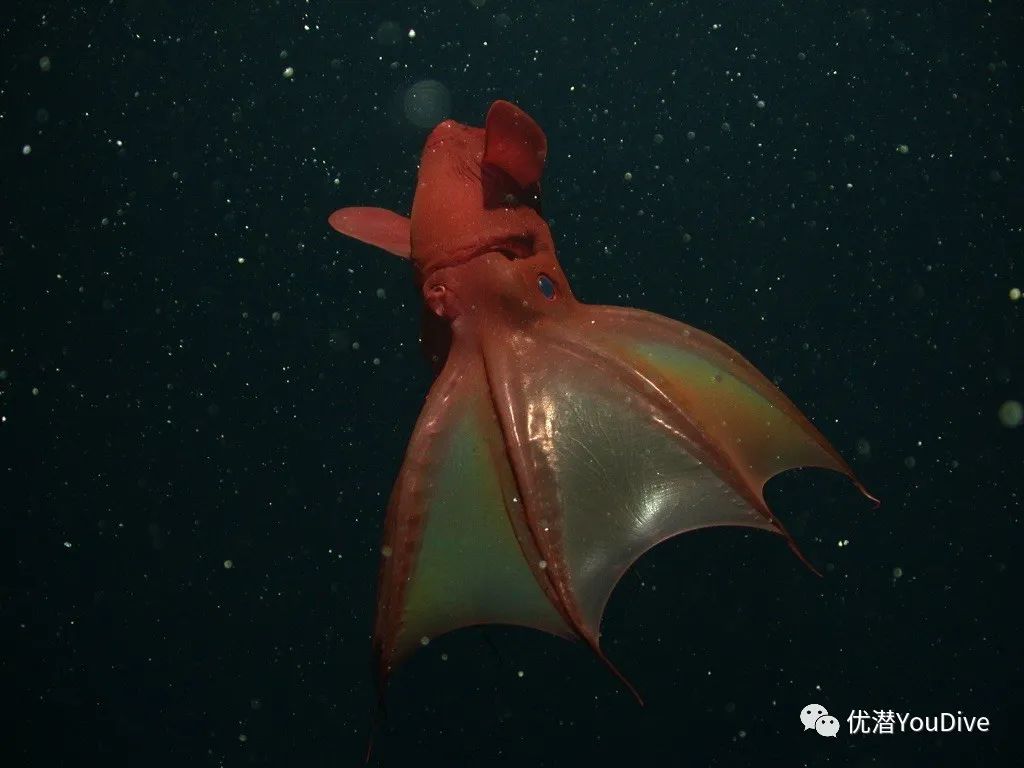 异形怪物万圣节,万圣节之诡异怪谈