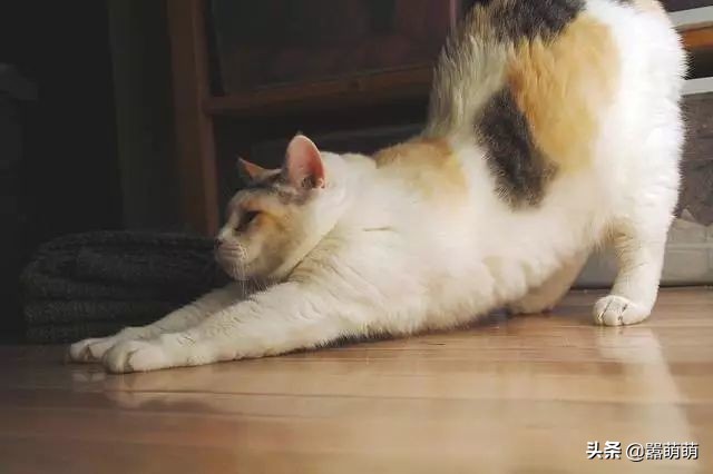 猫咪发癫乱叫,猫咪飙尿如何解决