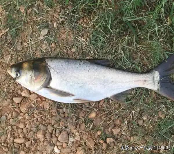 怎么让花白鲢活过两天,花白鲢的养殖技术与方法
